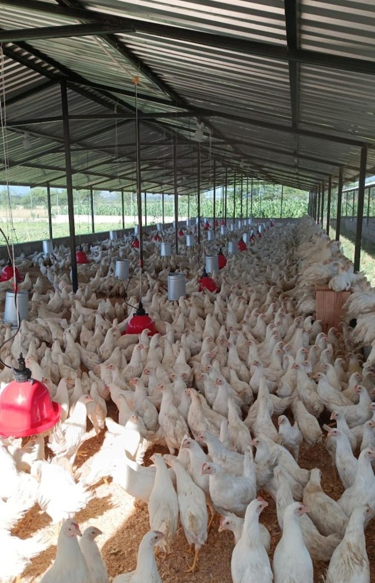 Broiler chickens filling an open-sided poultry house with feeders and drinkers along the rows