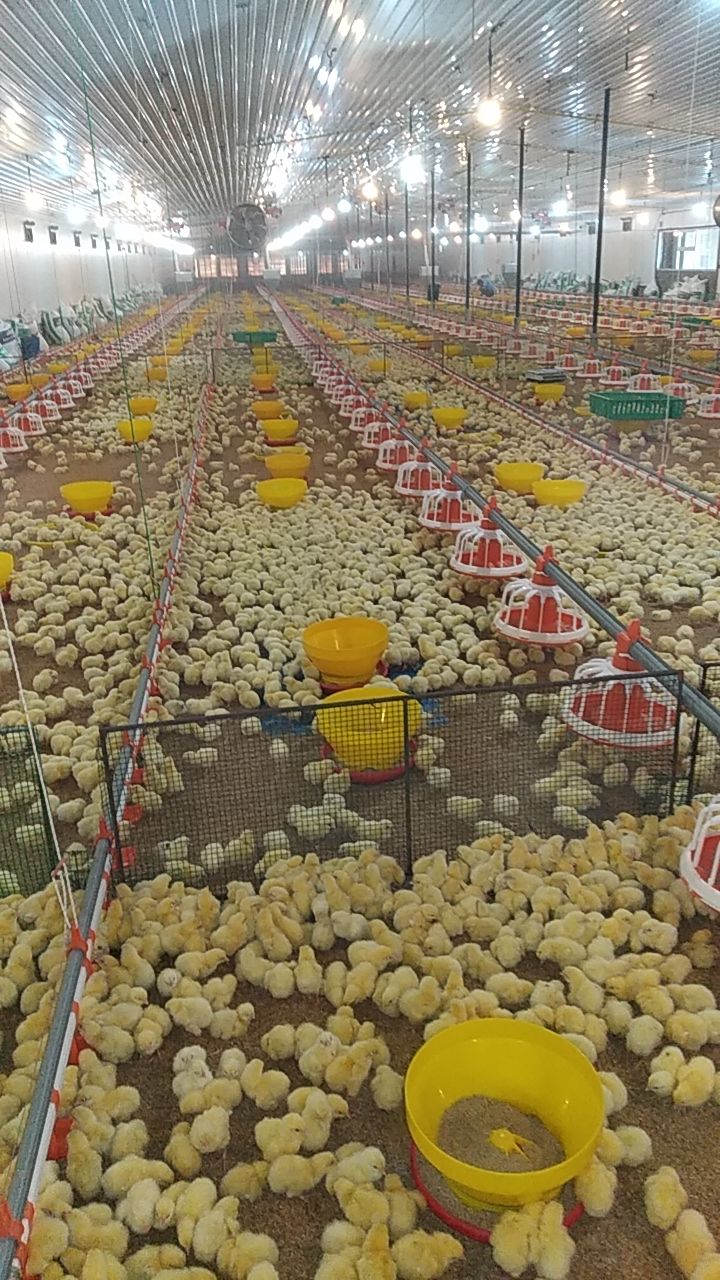 Thousands of young chicks spread across a brooder house floor with feed trays and drinkers