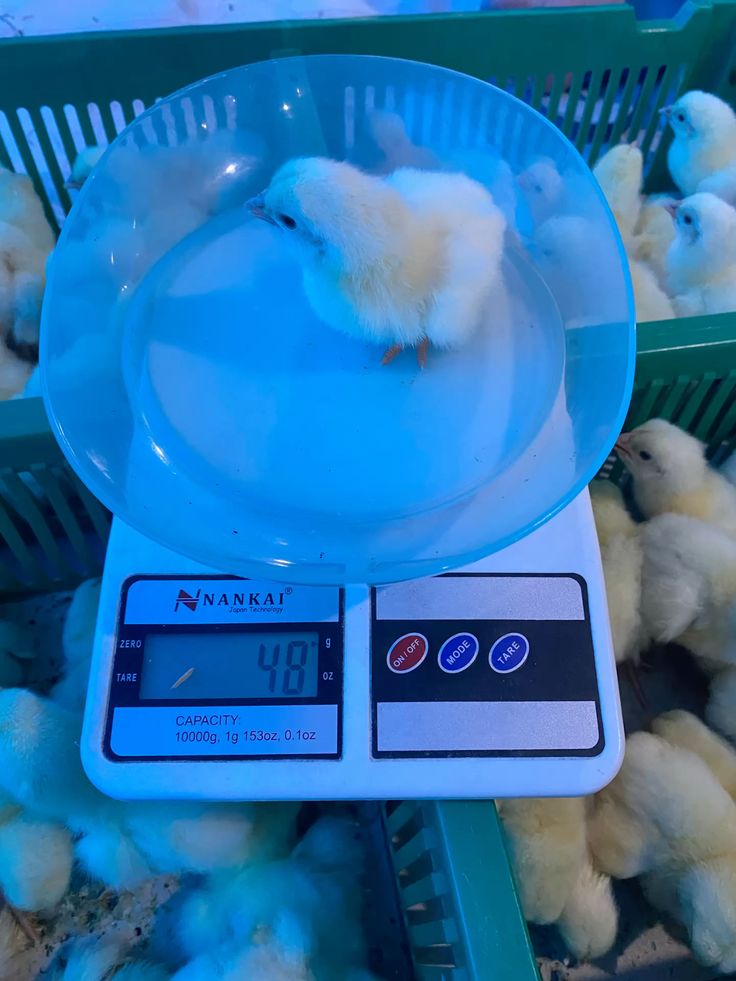A day-old chick being weighed on a digital scale beside stacked transport crates