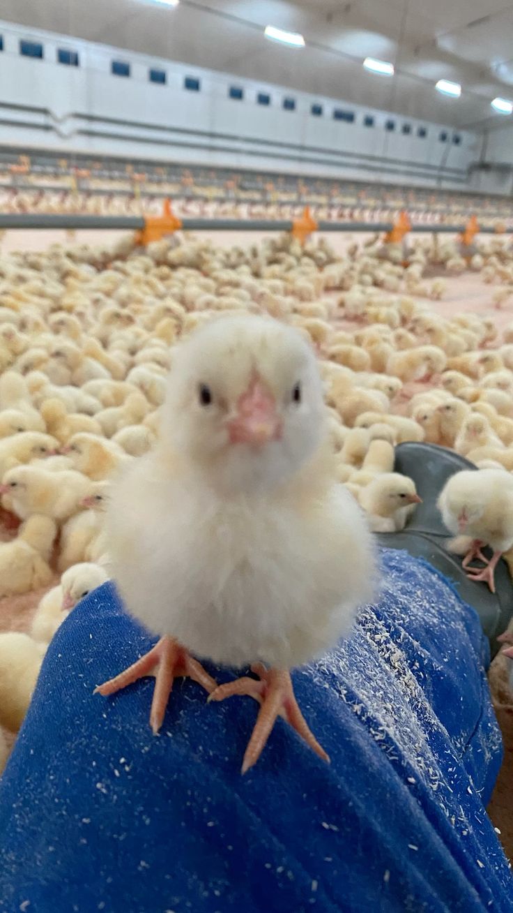 A day-old broiler chick standing on a farm worker's knee inside a warm brooder house
